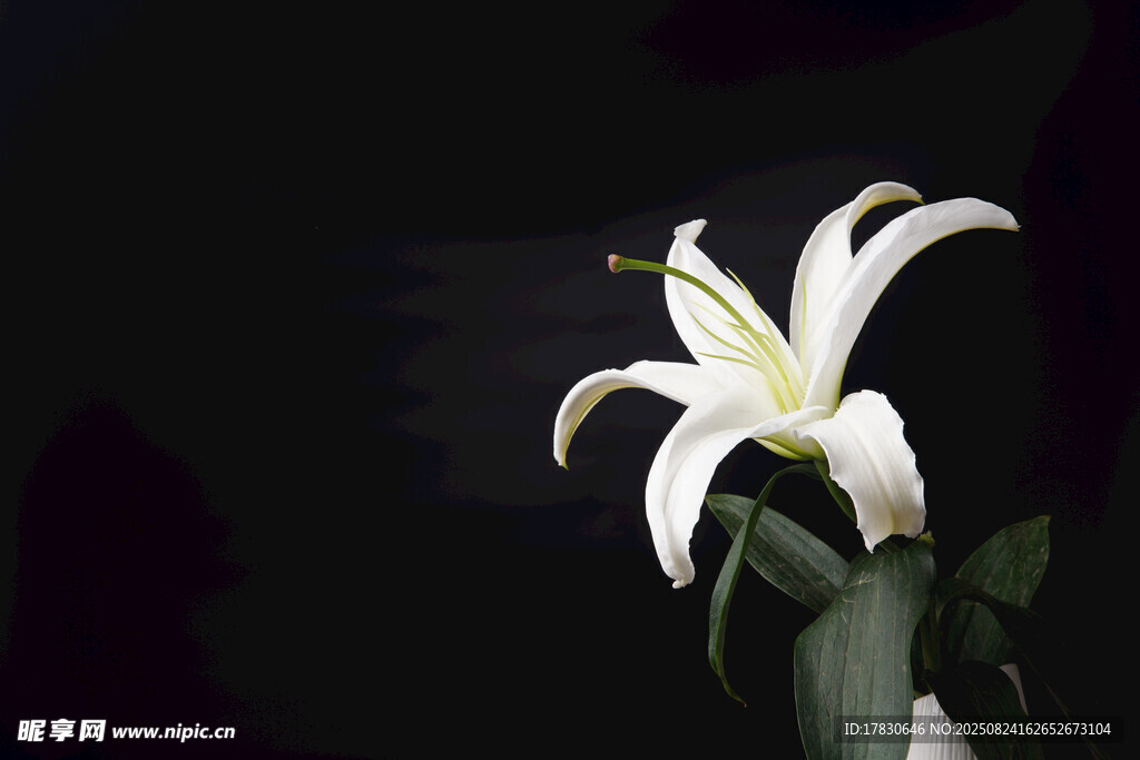 白色百合花特寫