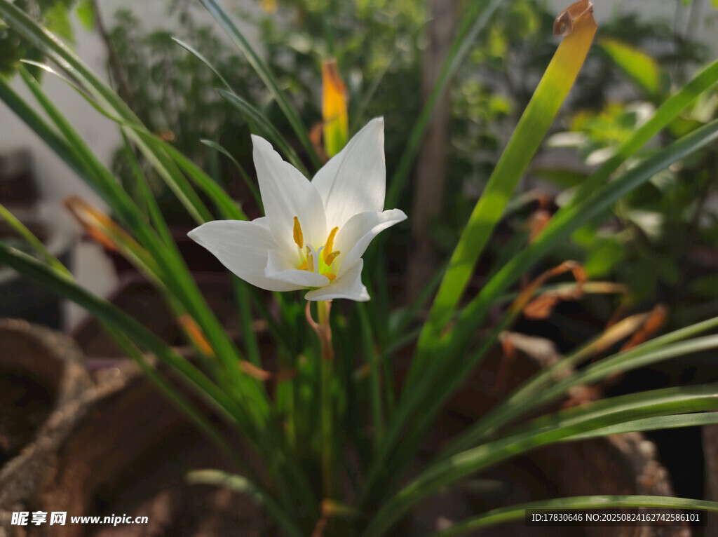 白色蔥蘭花綻放
