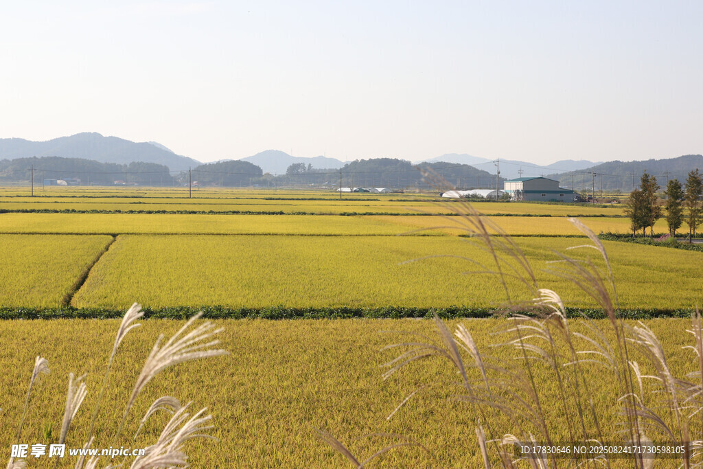 金黃田野間的鄉(xiāng)村美景