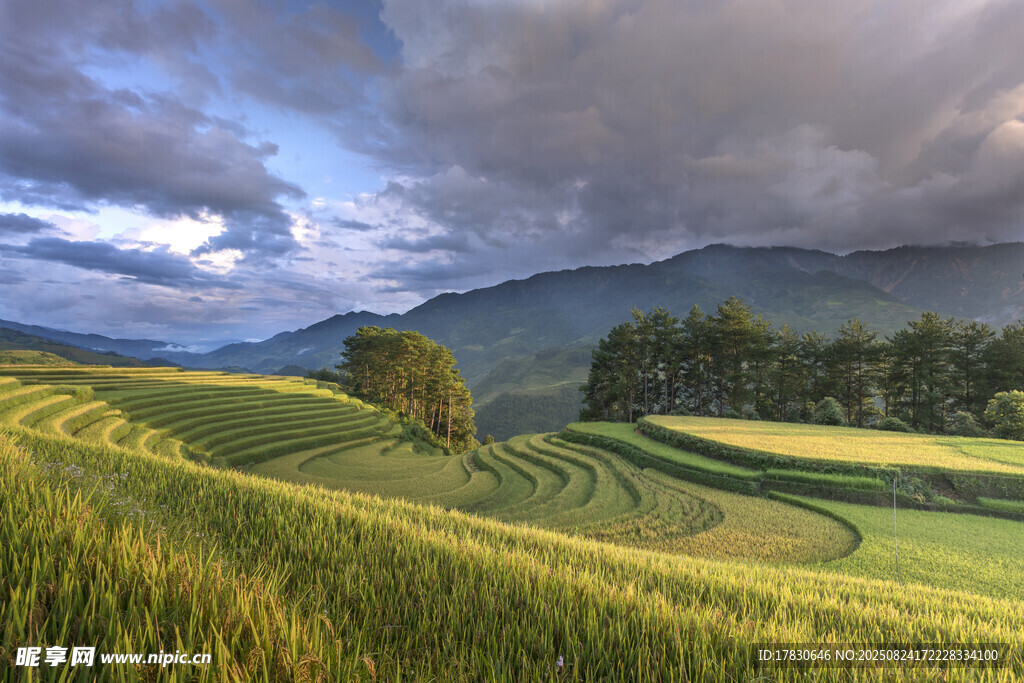 田園風光中的金黃梯田美景