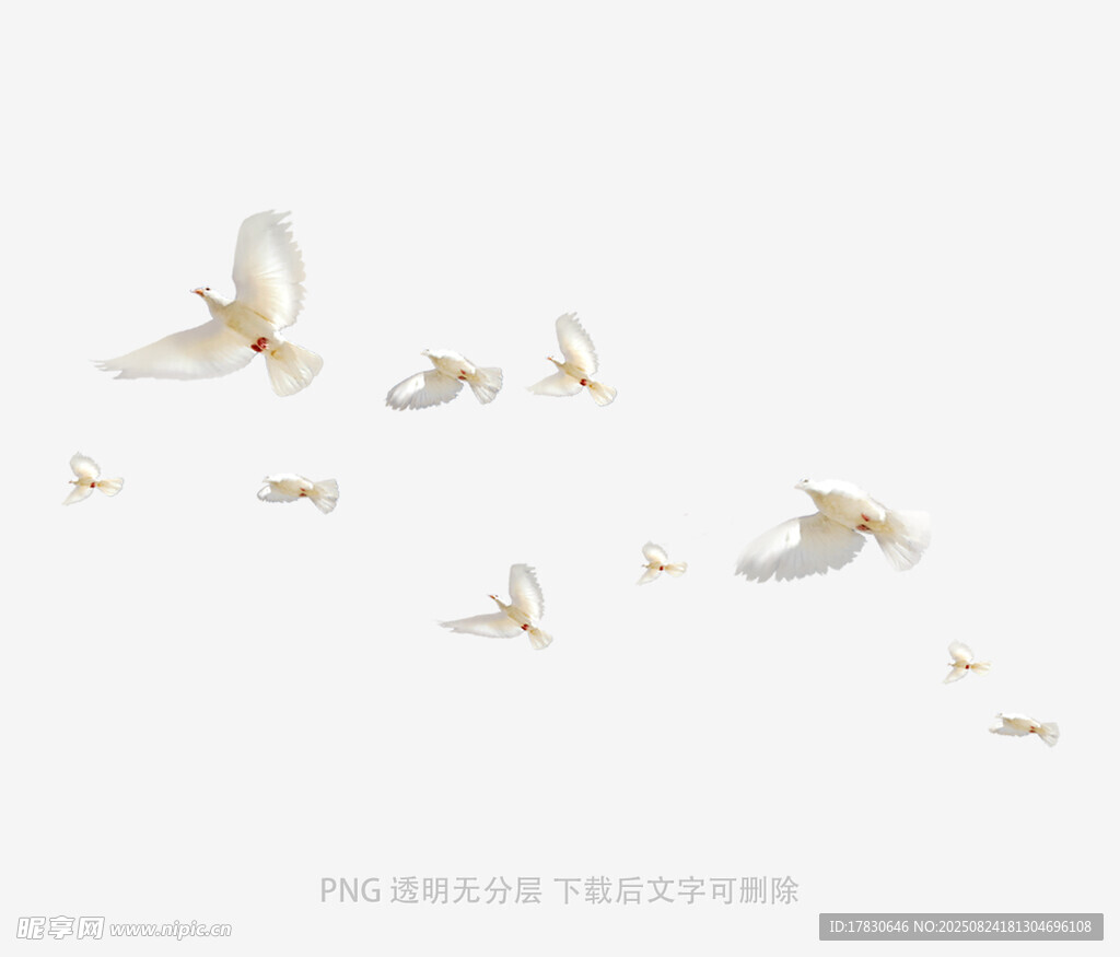 飛舞的白色蝴蝶畫(huà)面