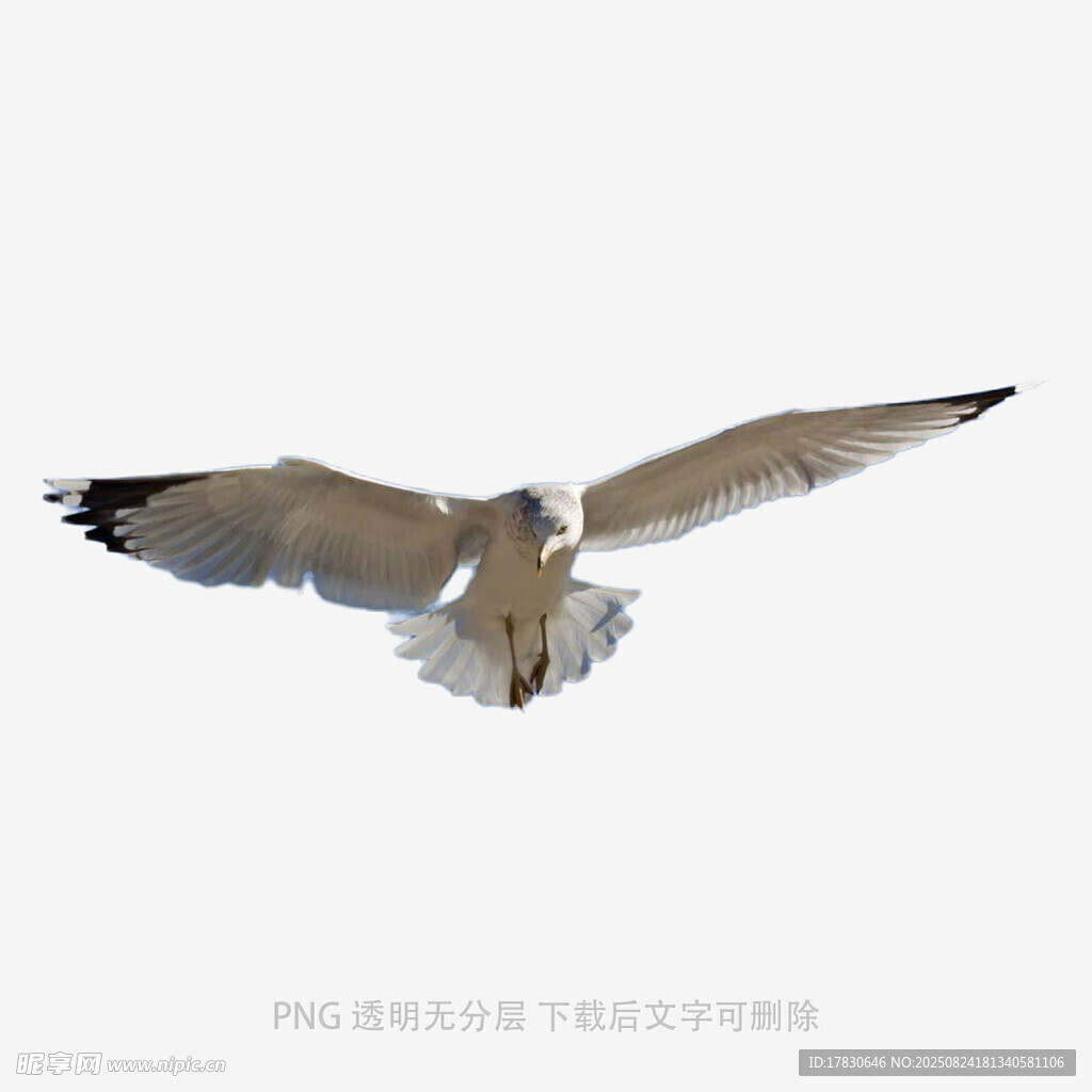 翱翔的海鷗