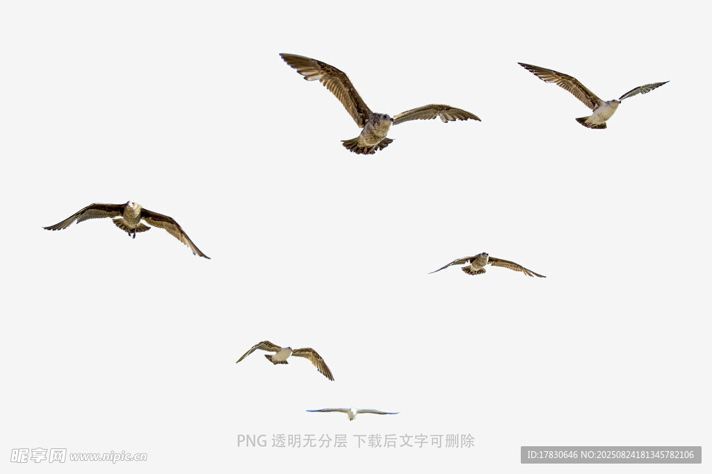 群鳥翱翔天際