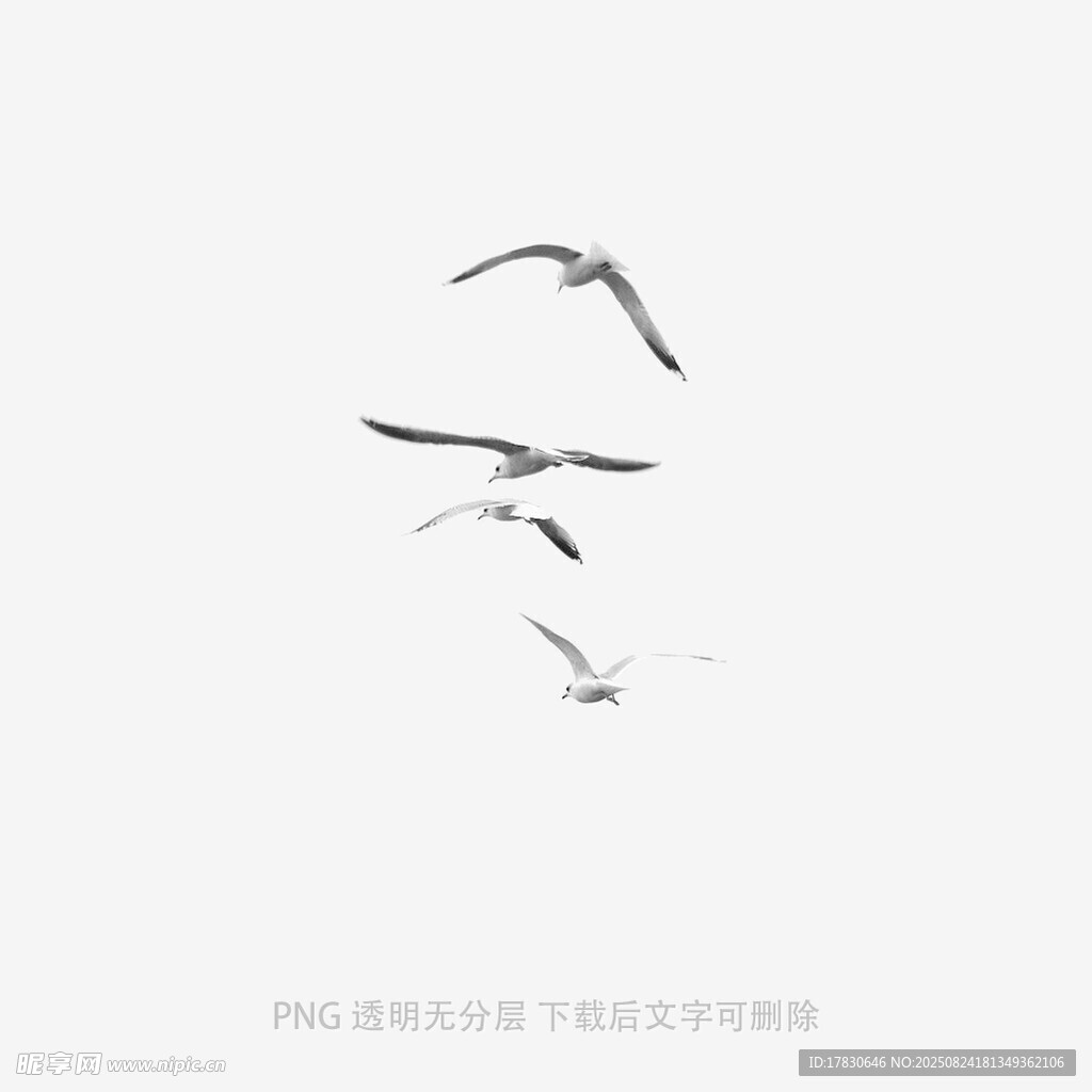 天空中飛翔的幾只海鷗