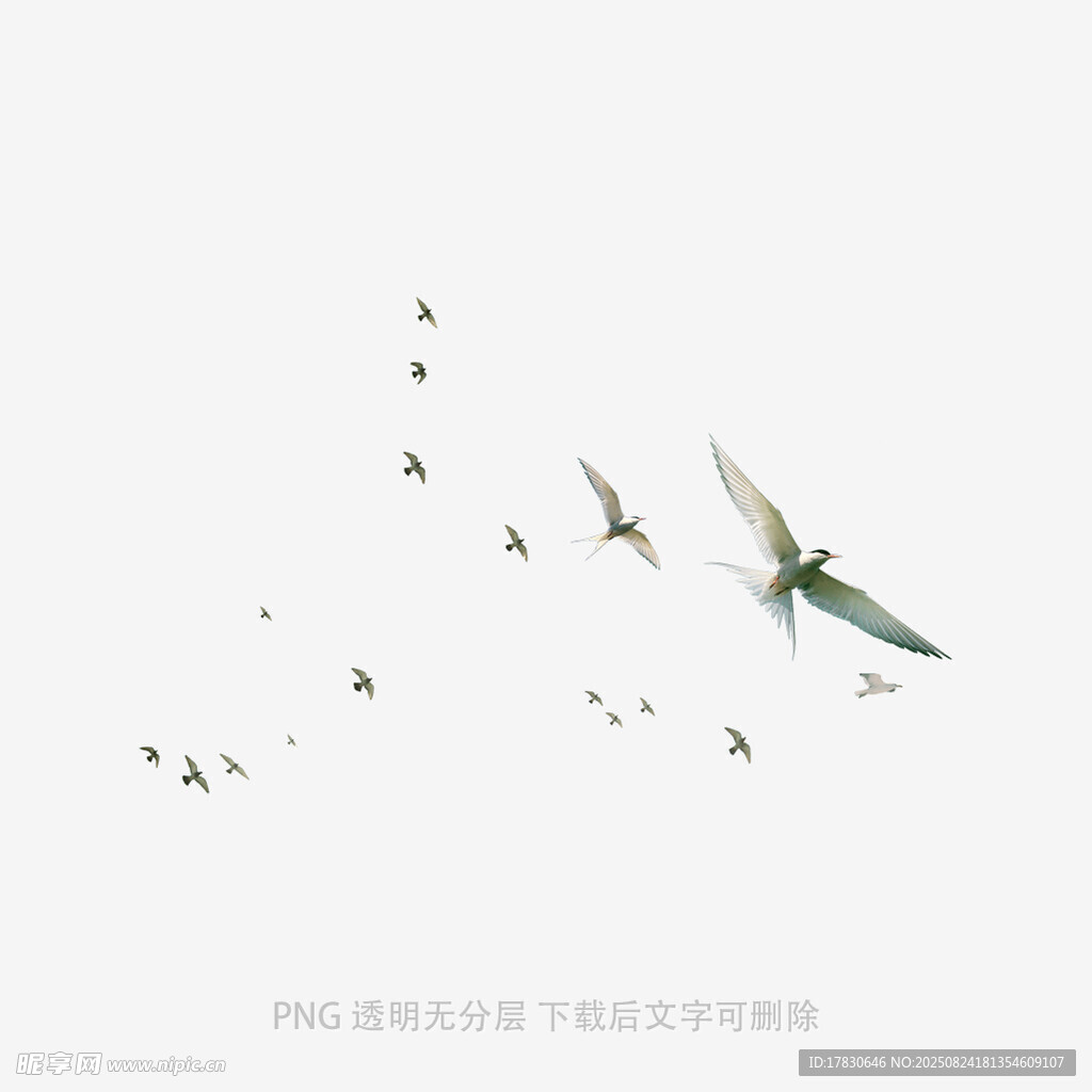 群燕高飛