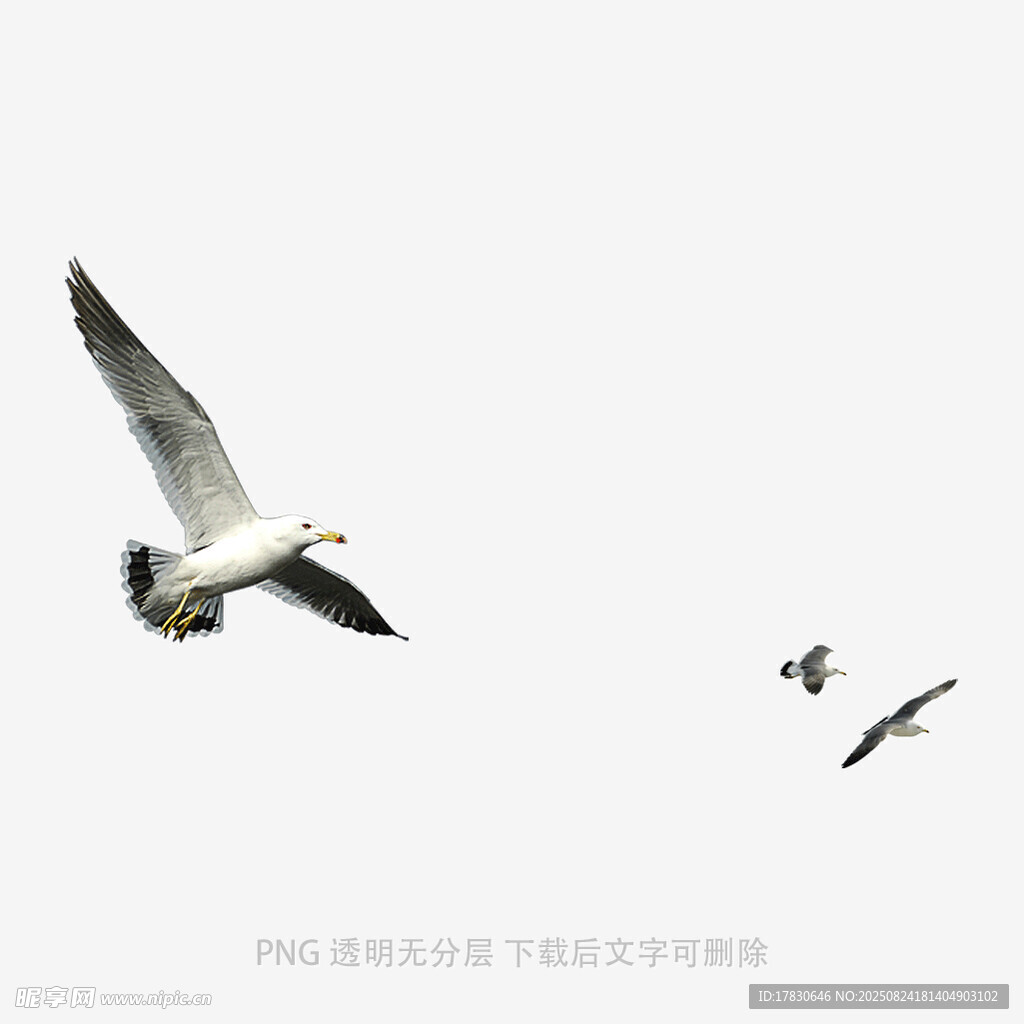 翱翔天際的海鷗