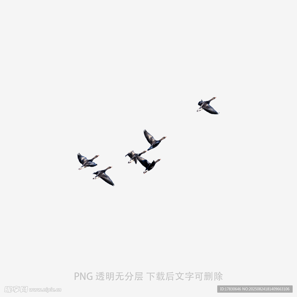 群鳥翱翔天際