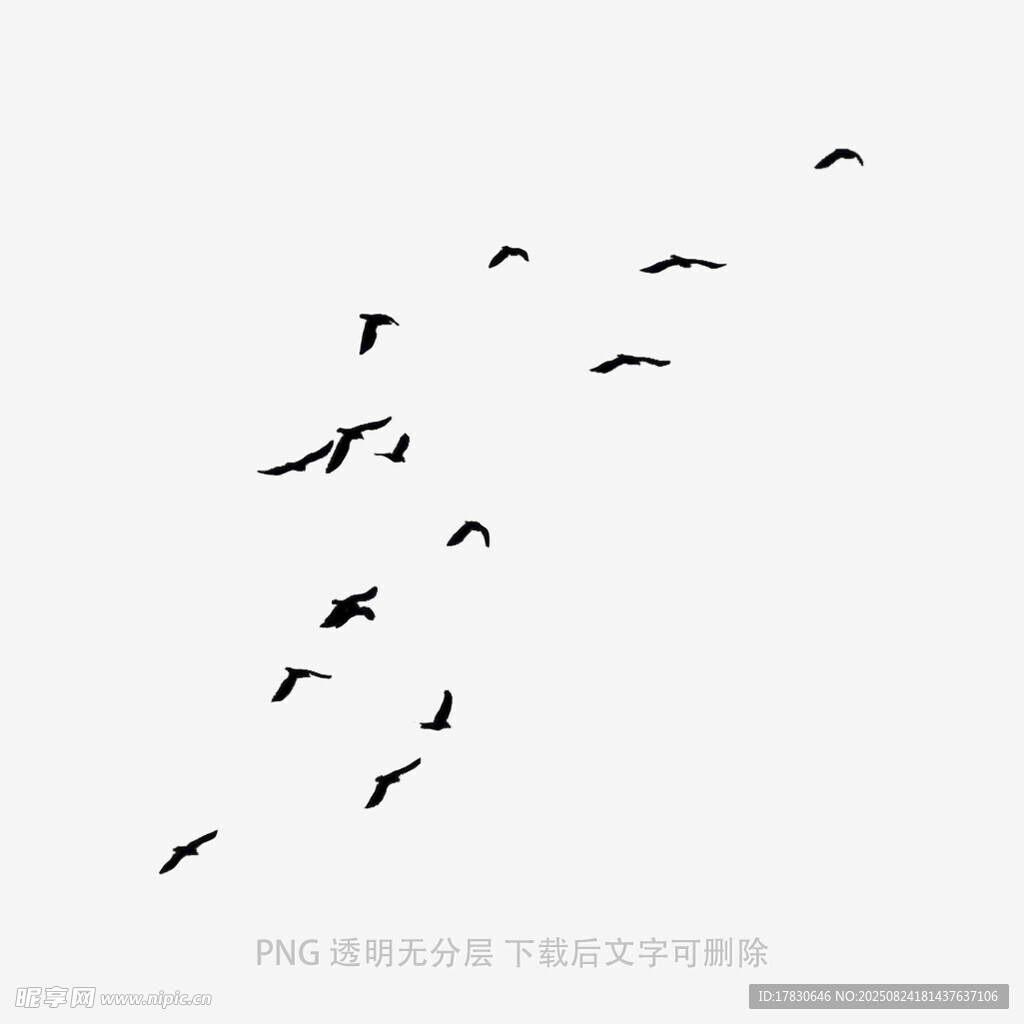 群鳥翱翔天際