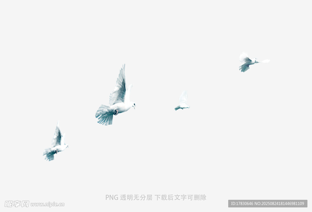 天空中飛翔的幾只飛鳥