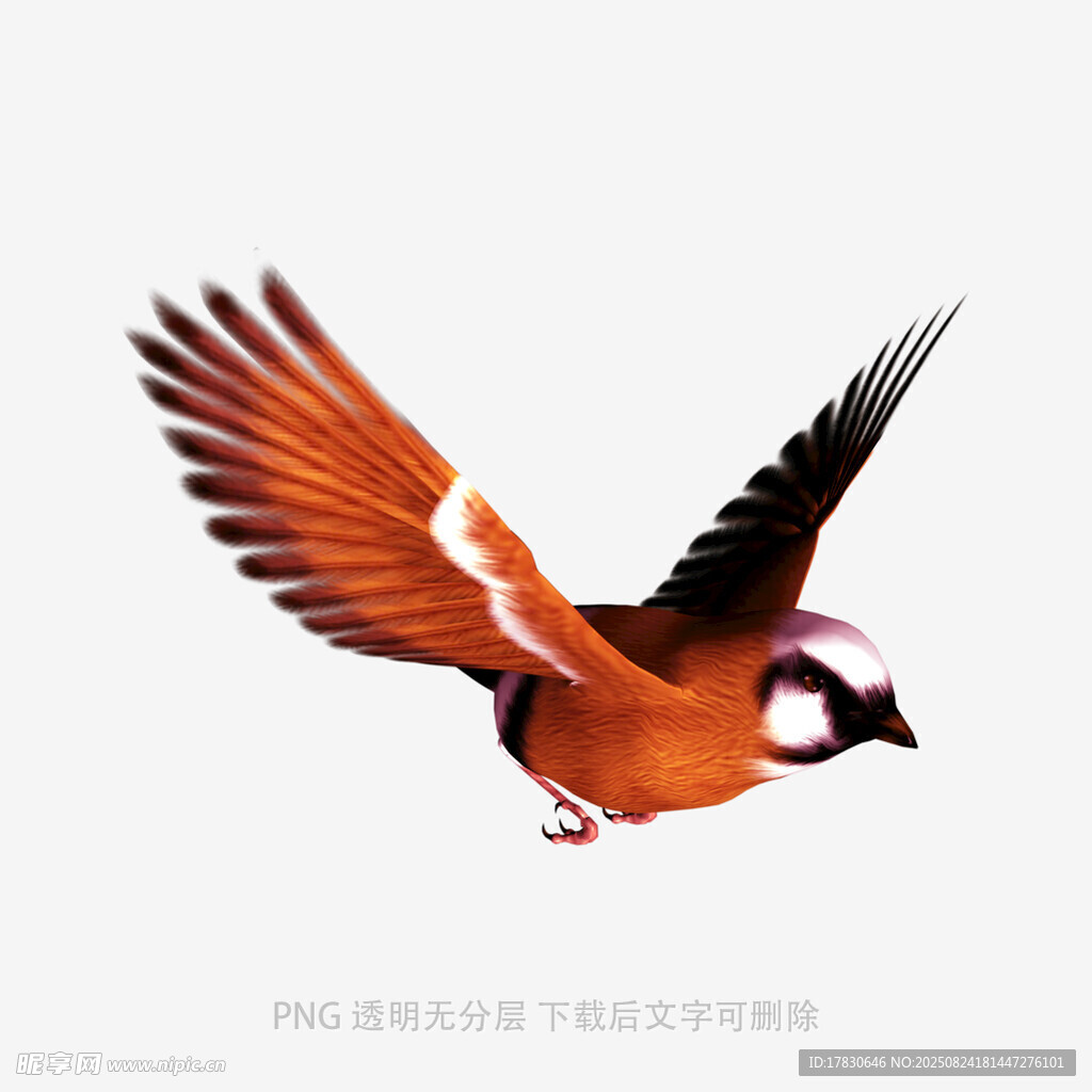展翅飛翔的彩色小鳥