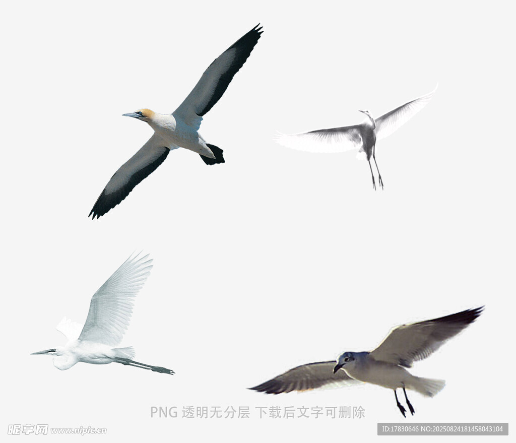 空中飛翔的多種海鳥(niǎo)