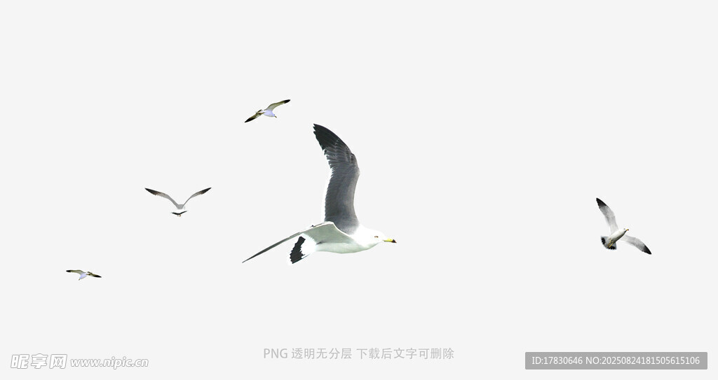 天空中飛翔的幾只海鷗