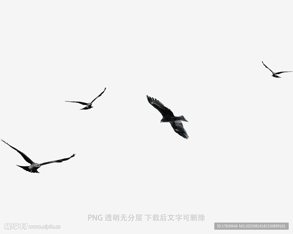 天空中展翅飛翔的群鳥(niǎo)