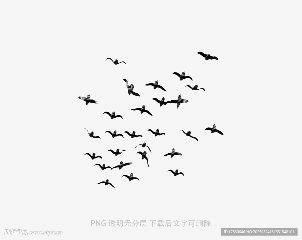 群鳥翱翔天際