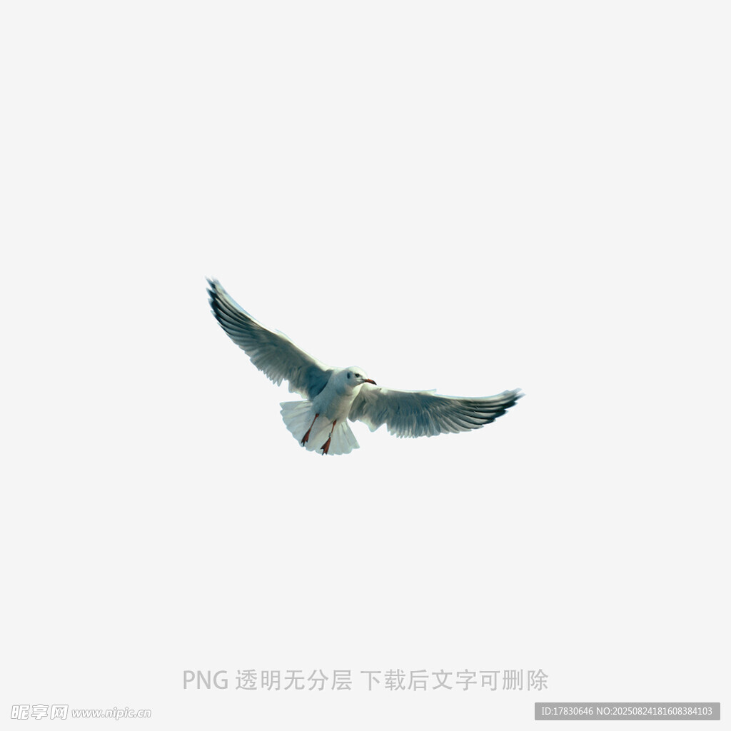 翱翔天際的飛鳥