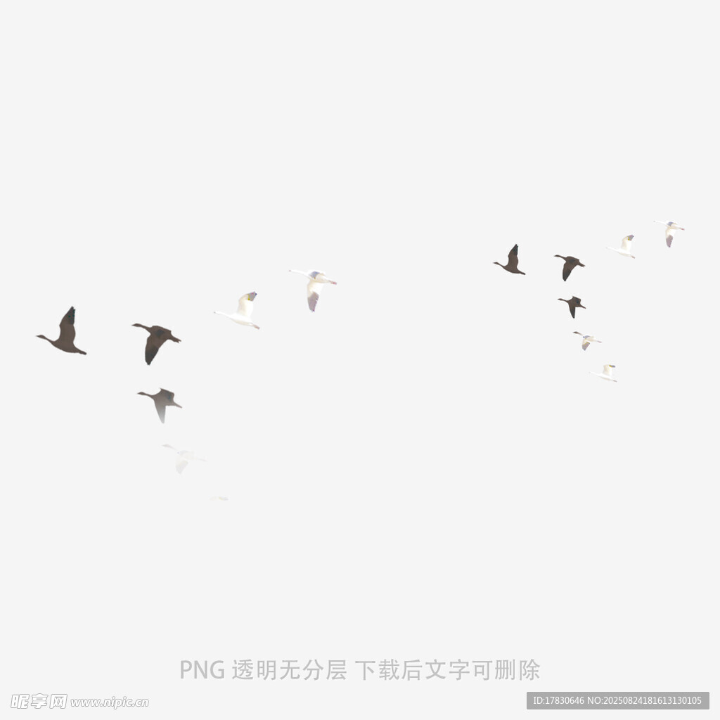 群鳥(niǎo)翱翔天際