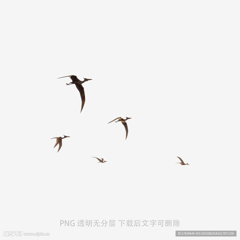 天空中飛翔的幾只鳥兒