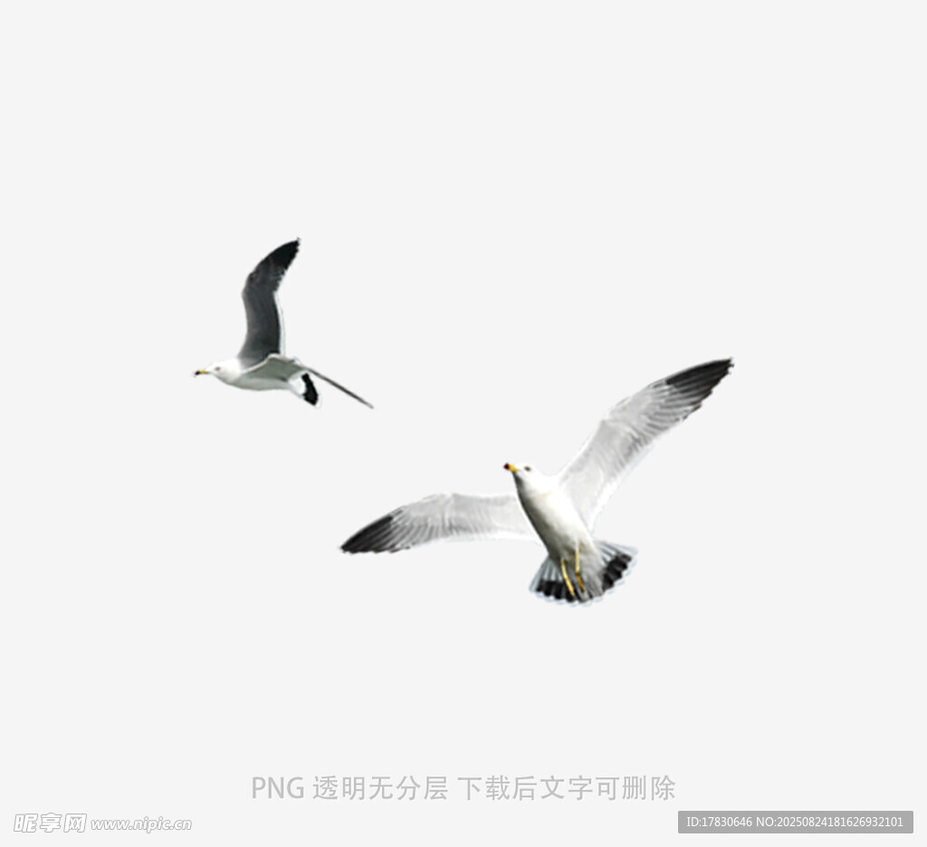 雙鳥翱翔天際