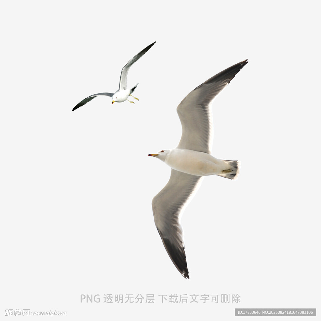 雙鷗翱翔天際