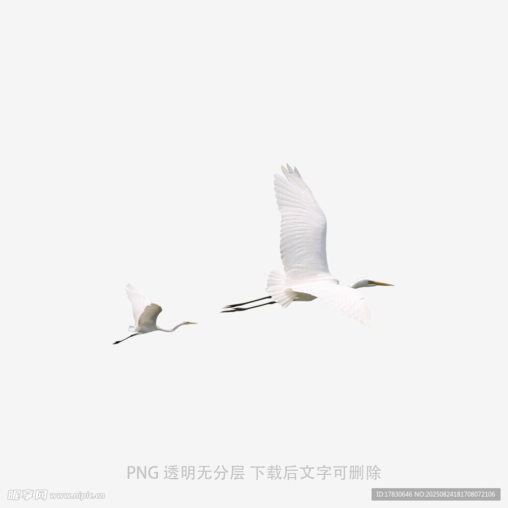 雙白鷺空中翱翔