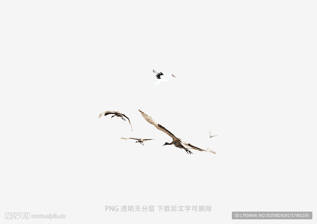 天空中飛翔的幾只鳥兒