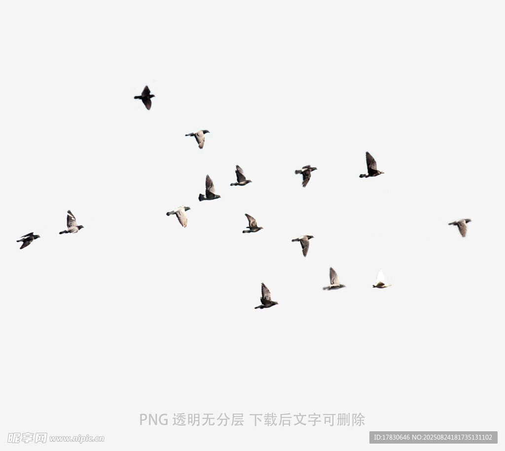 天空中飛翔的一群鳥兒