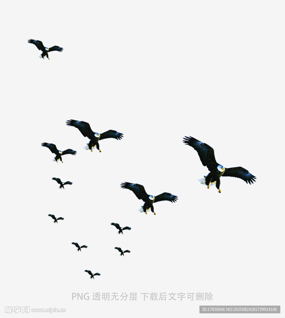群鳥翱翔天際