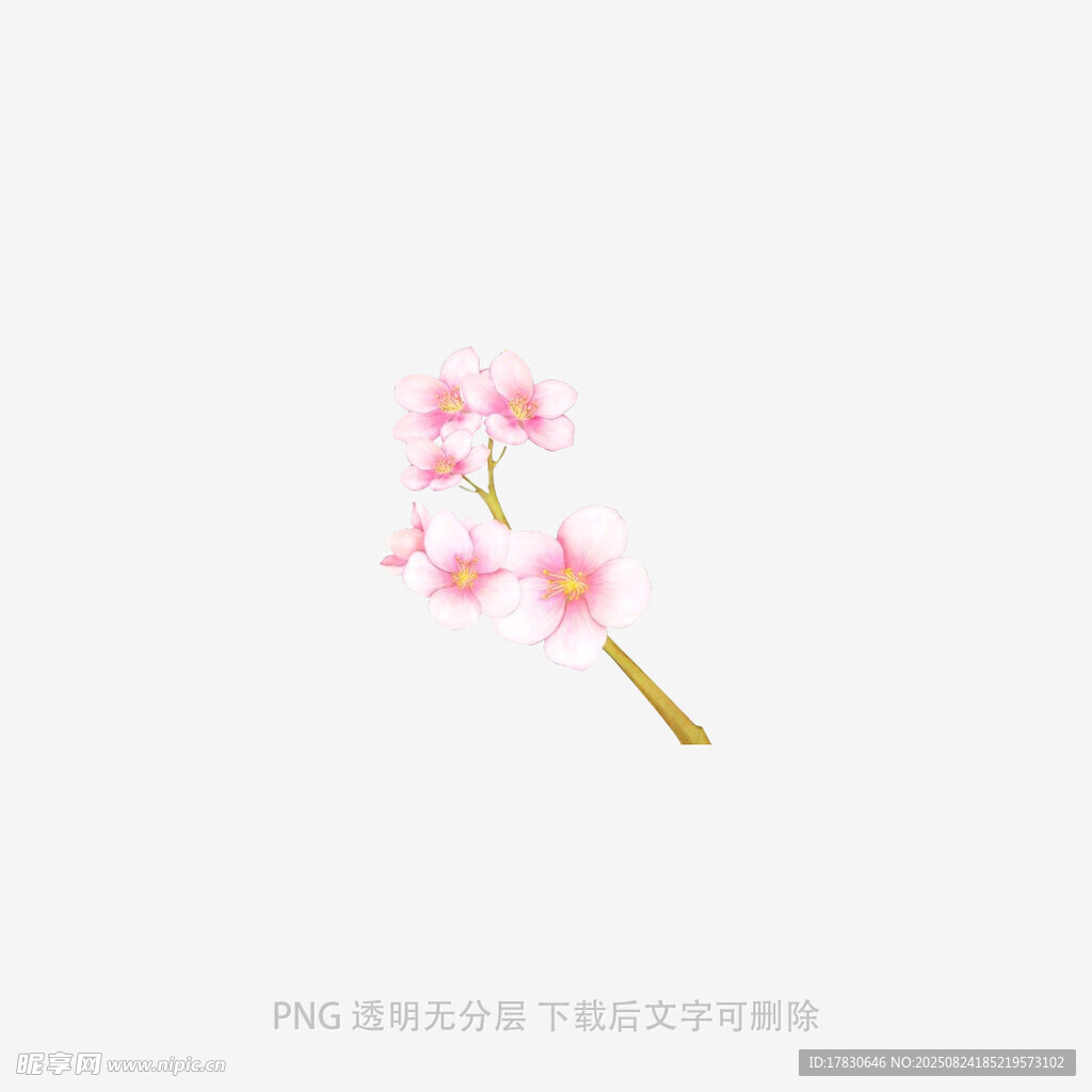 一枝粉嫩櫻花插畫