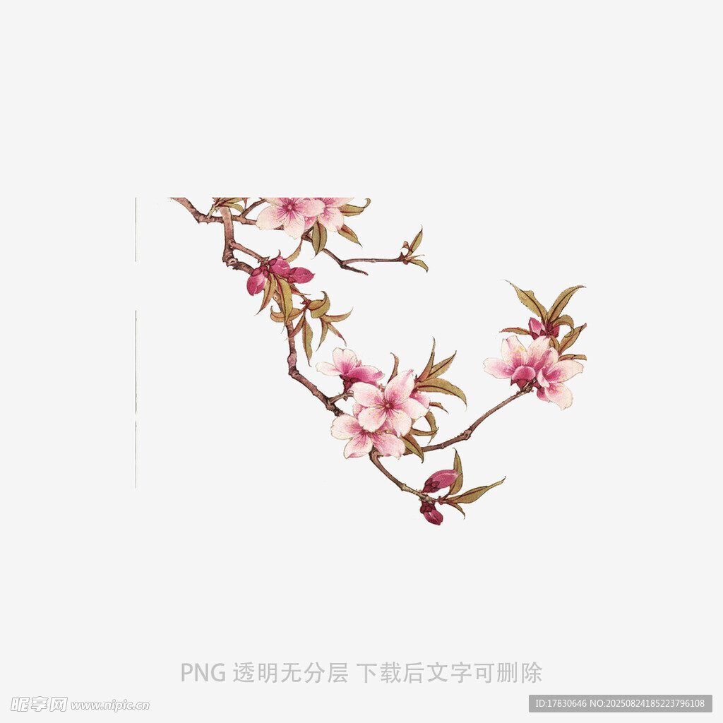 枝頭綻放的粉嫩桃花