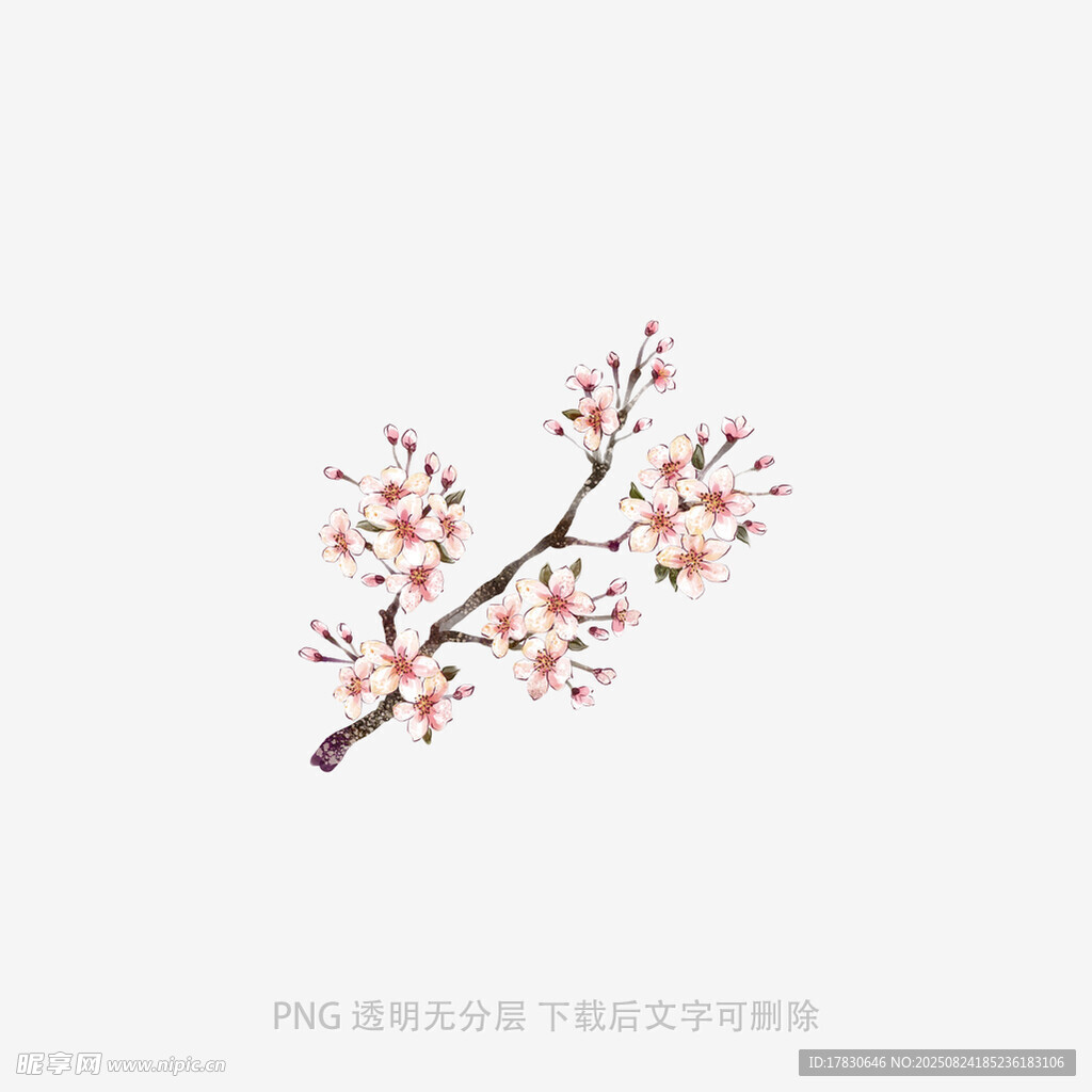 手繪枝頭綻放的嬌艷花朵