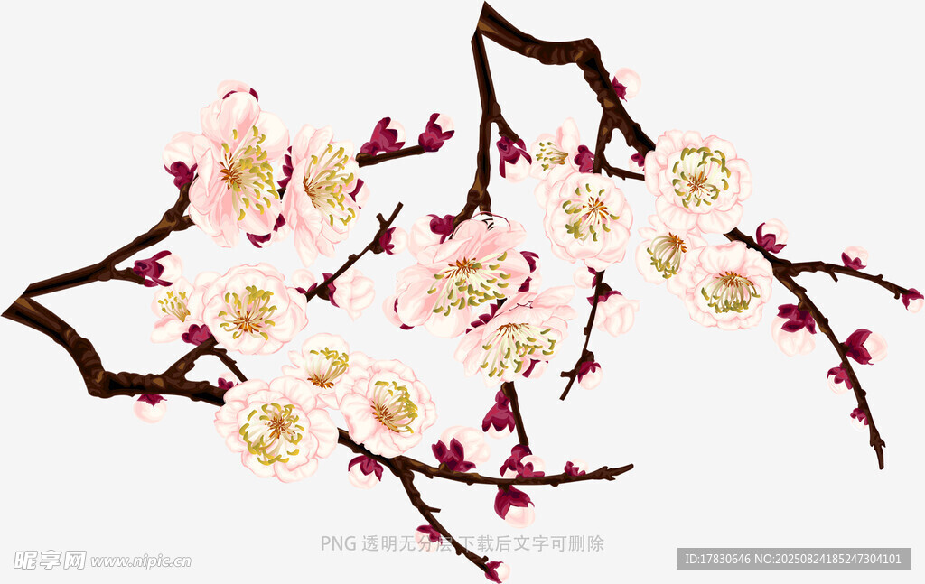 枝頭綻放的粉嫩梅花