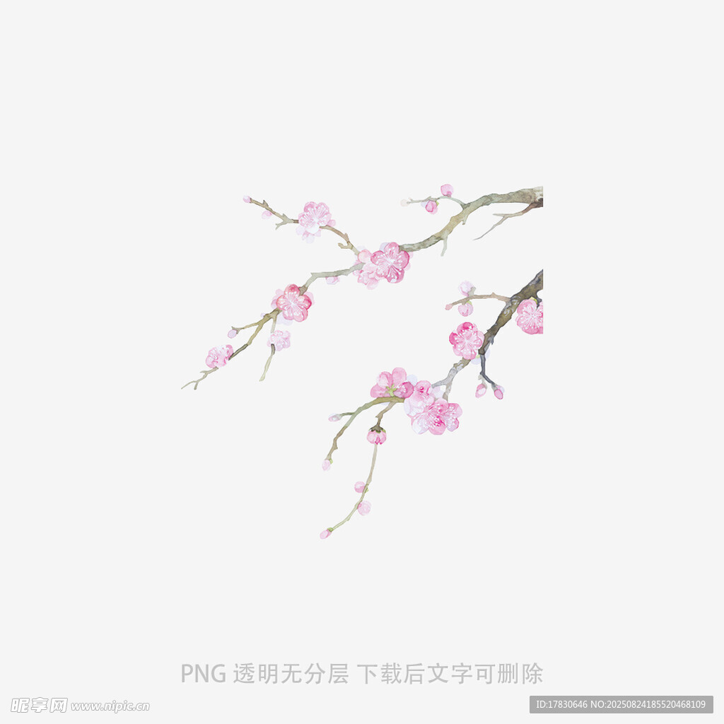 水墨風(fēng)粉色桃花枝插畫