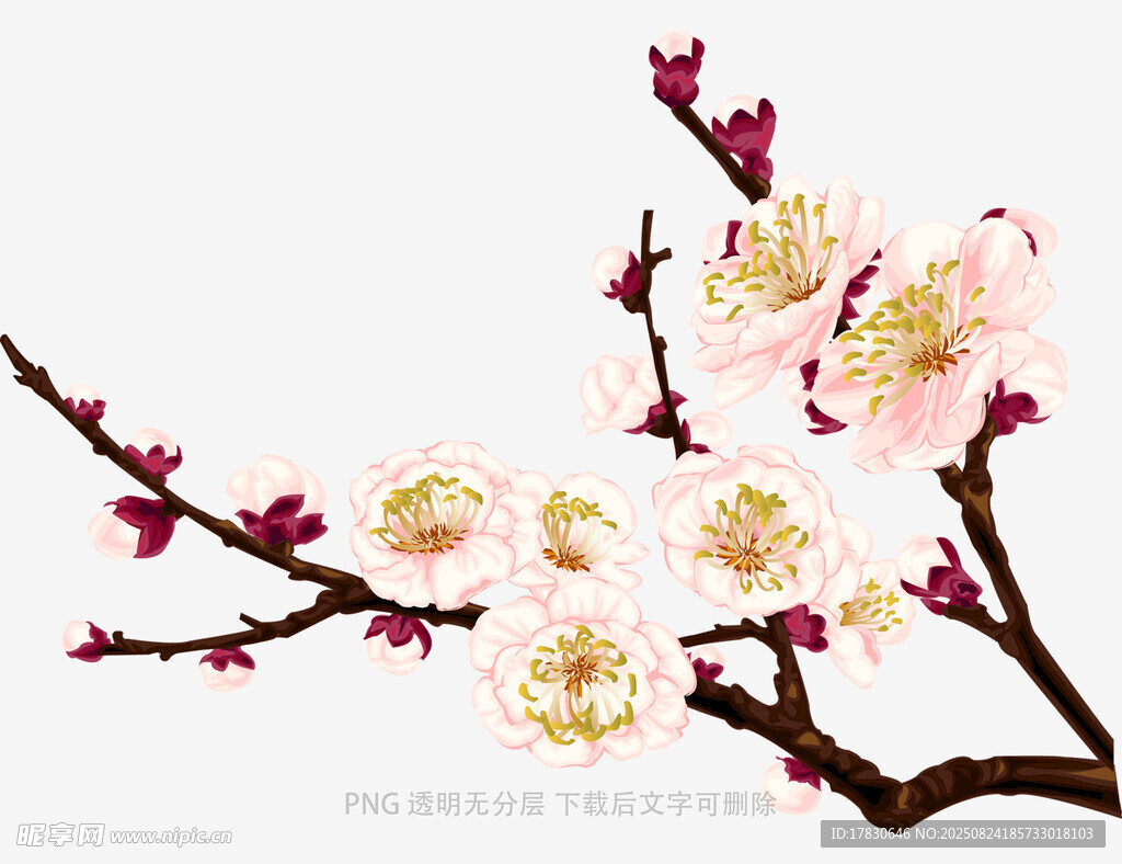 粉白梅花枝頭綻放