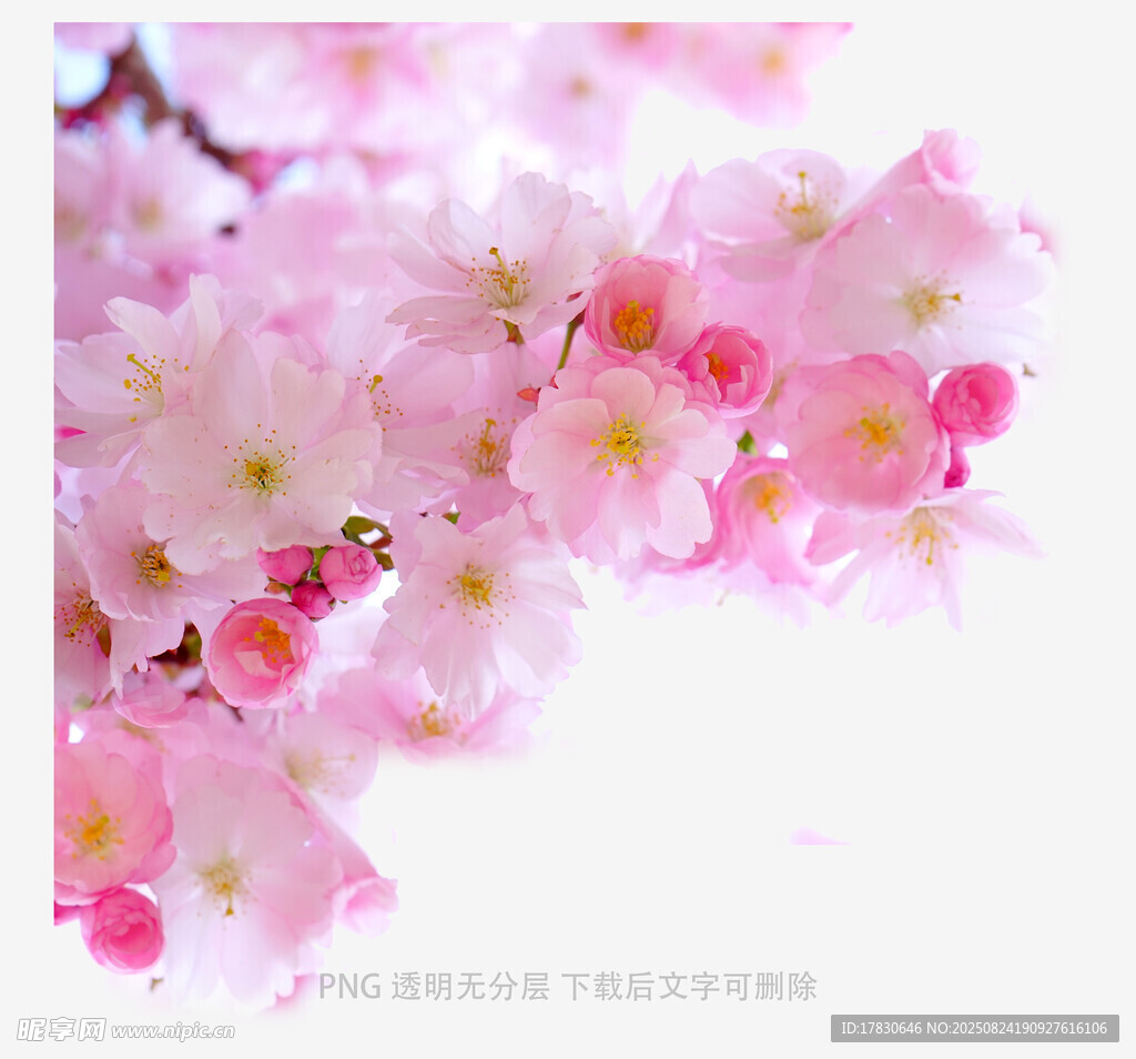 粉嫩櫻花綻放枝頭
