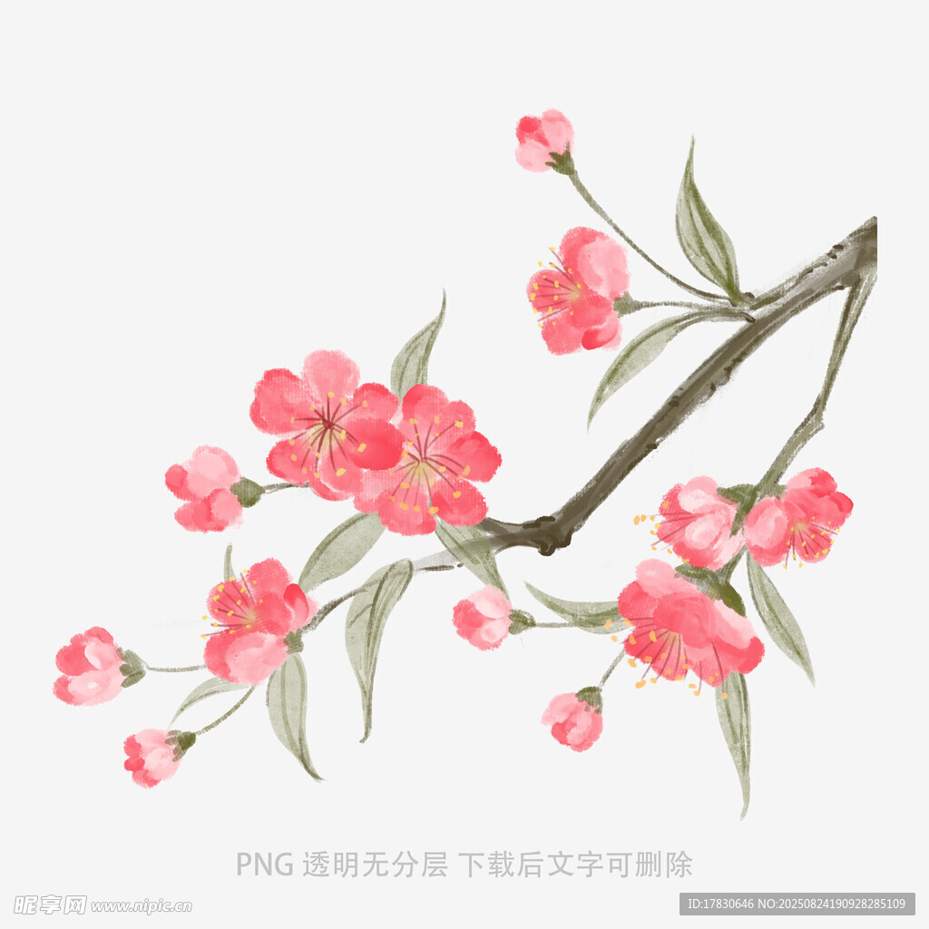 手繪粉色桃花枝