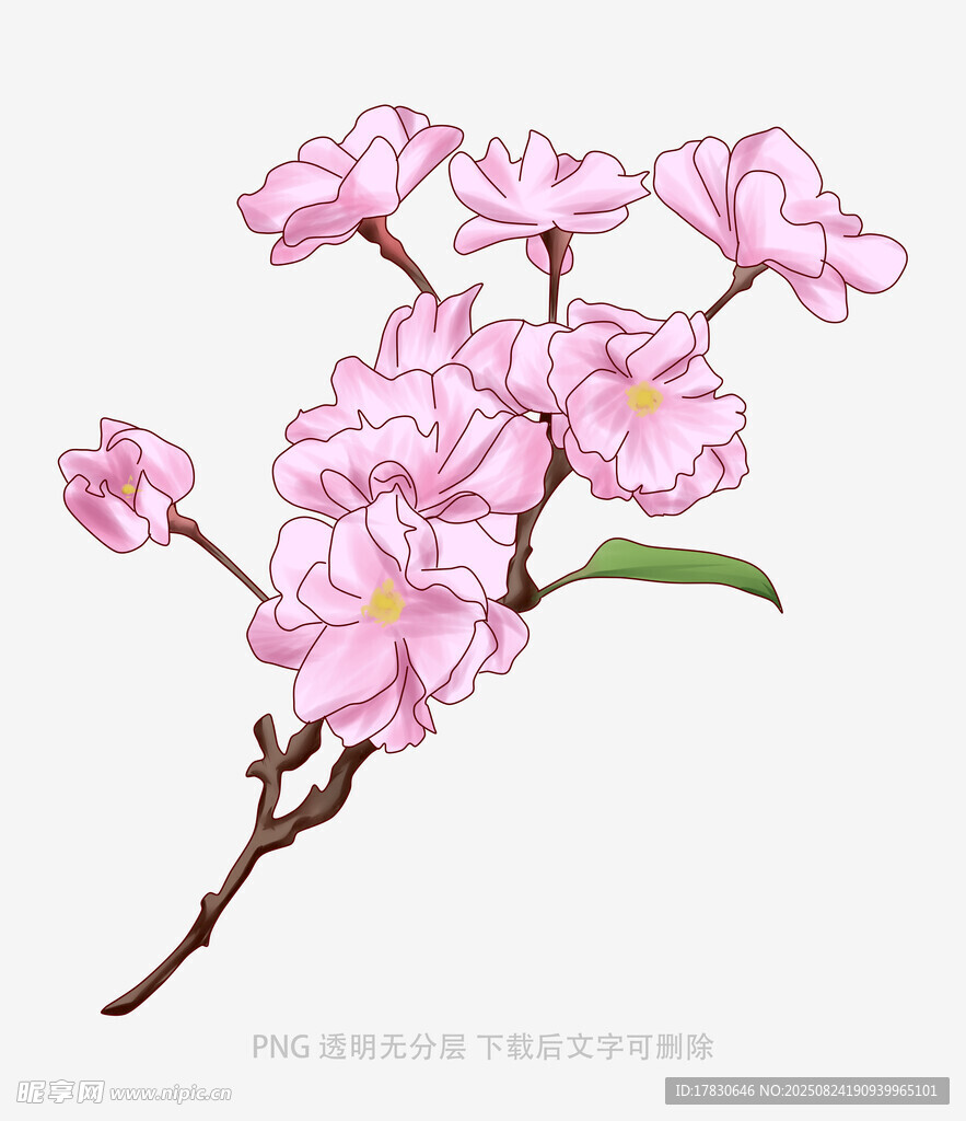 粉色櫻花枝插畫