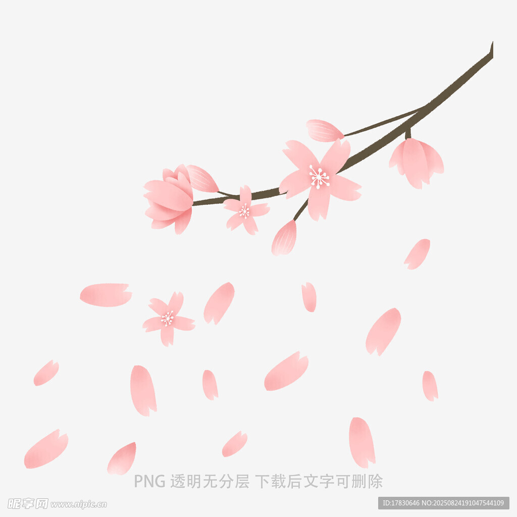 飄落的粉色櫻花枝