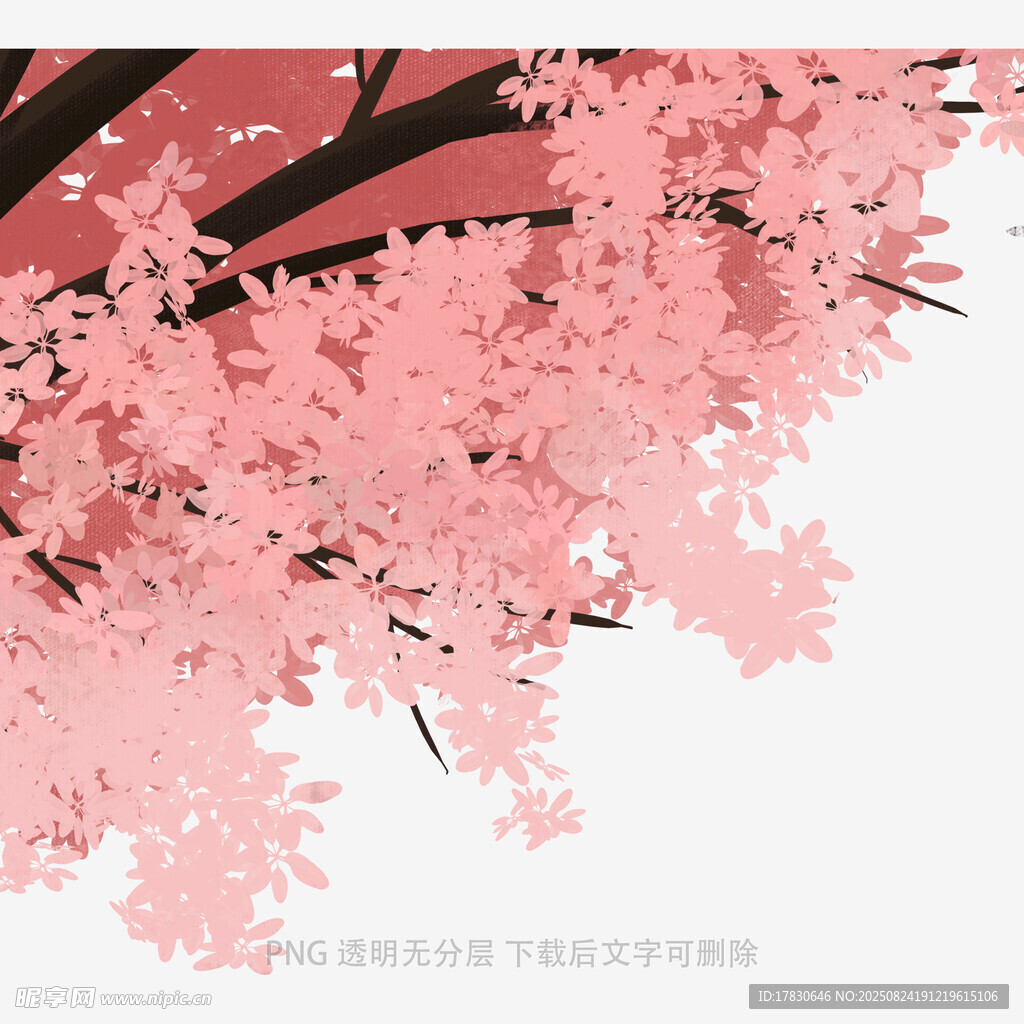 粉色爛漫櫻花枝頭綻放