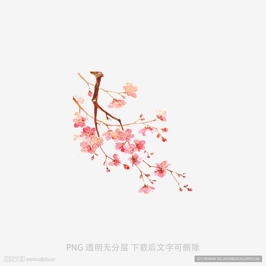 粉色爛漫櫻花枝