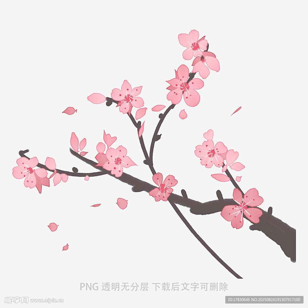 粉色綻放的爛漫花枝