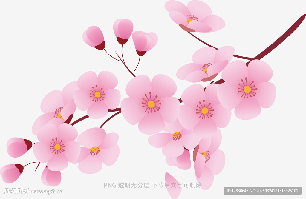 粉色綻放的美麗櫻花枝
