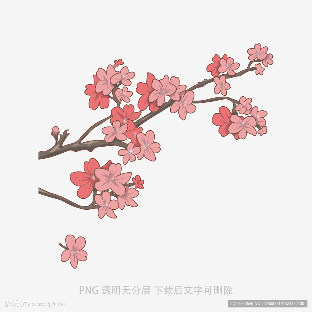 一枝粉色梅花插畫