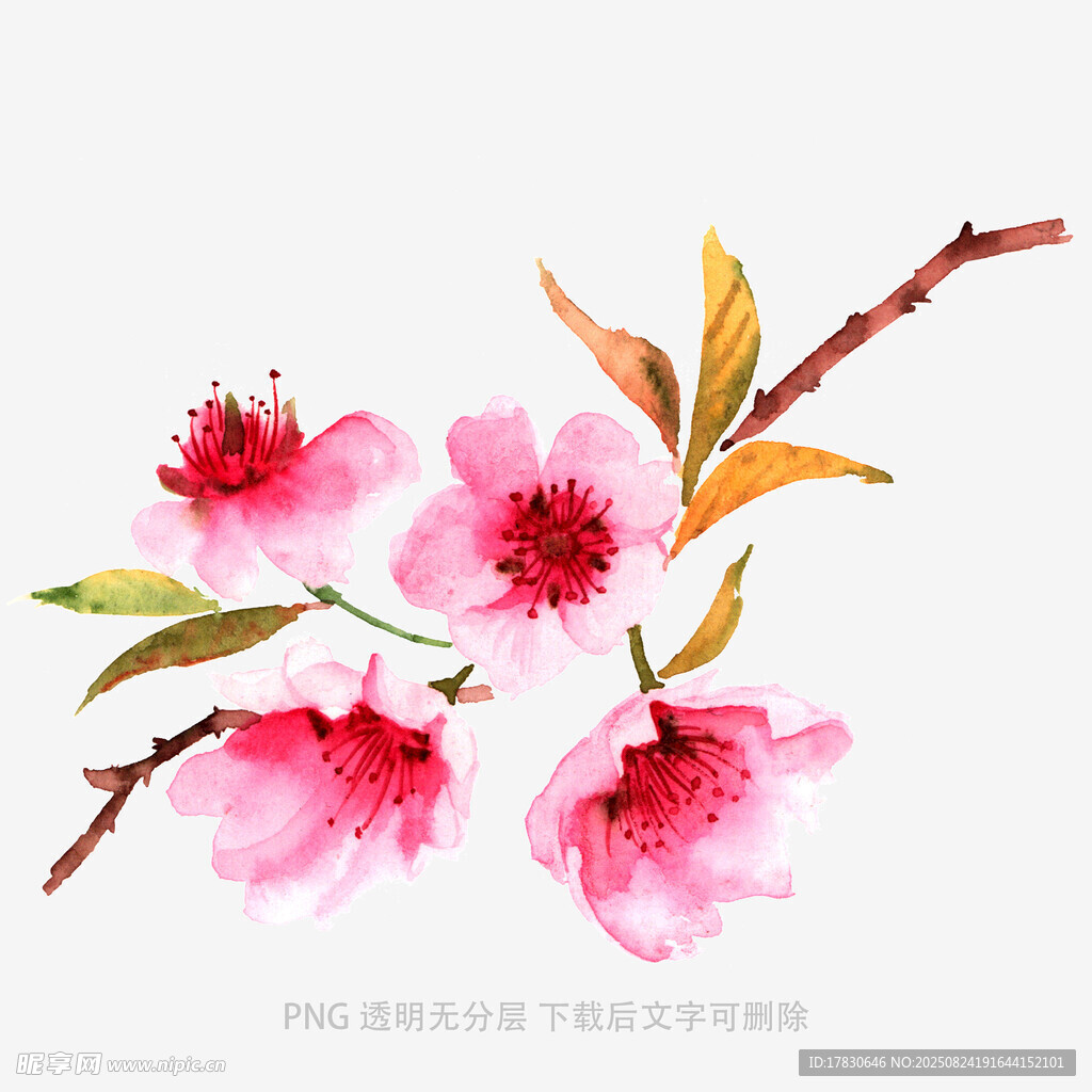 手繪粉色桃花枝