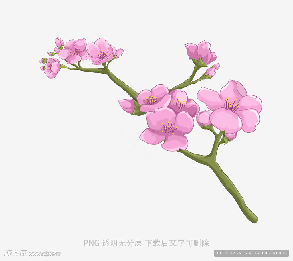 粉色嬌艷花枝插畫