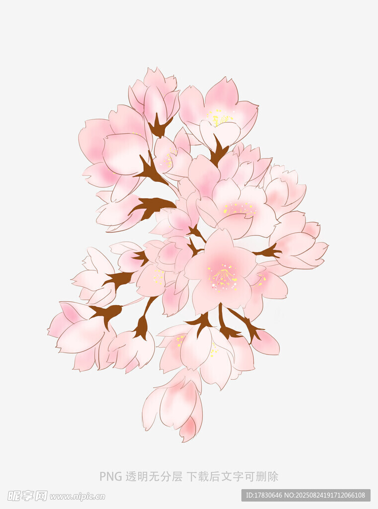 粉色櫻花花朵插畫