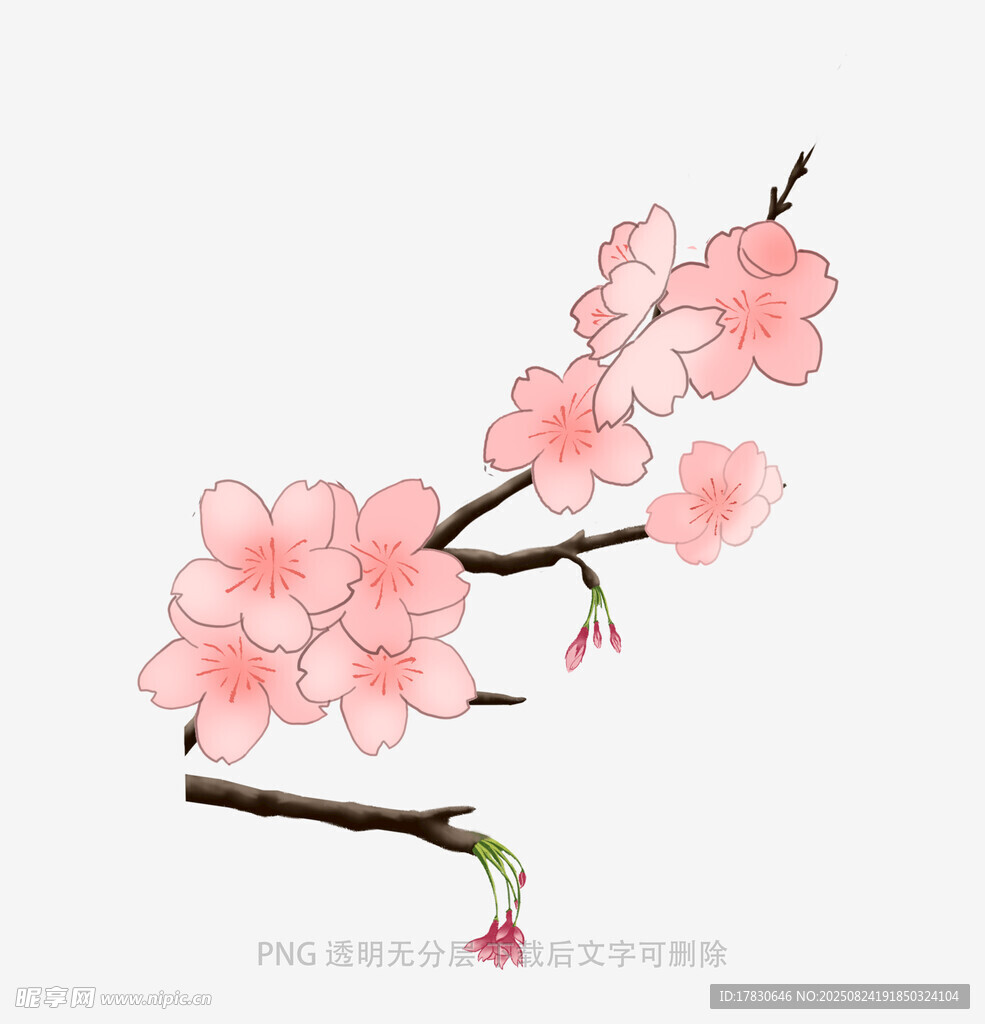 粉色桃花枝插畫