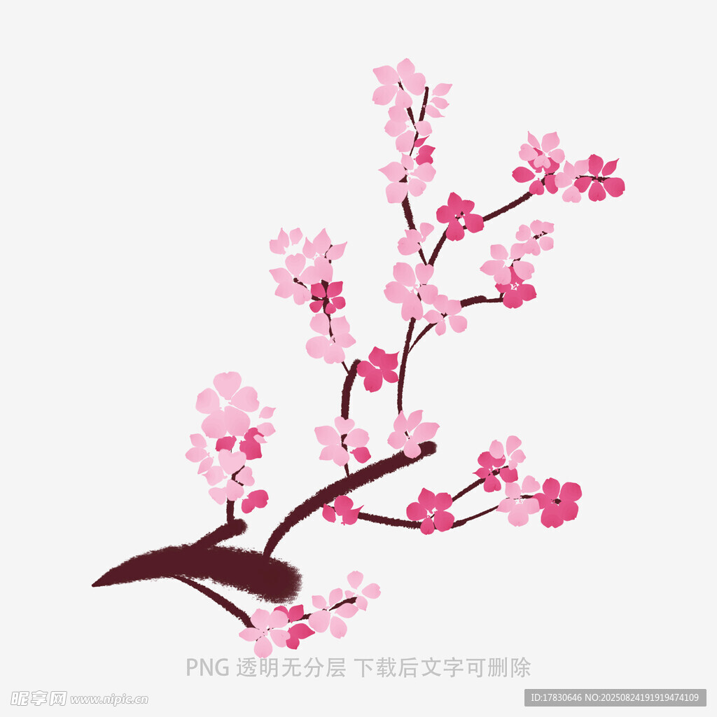 粉色櫻花枝插畫