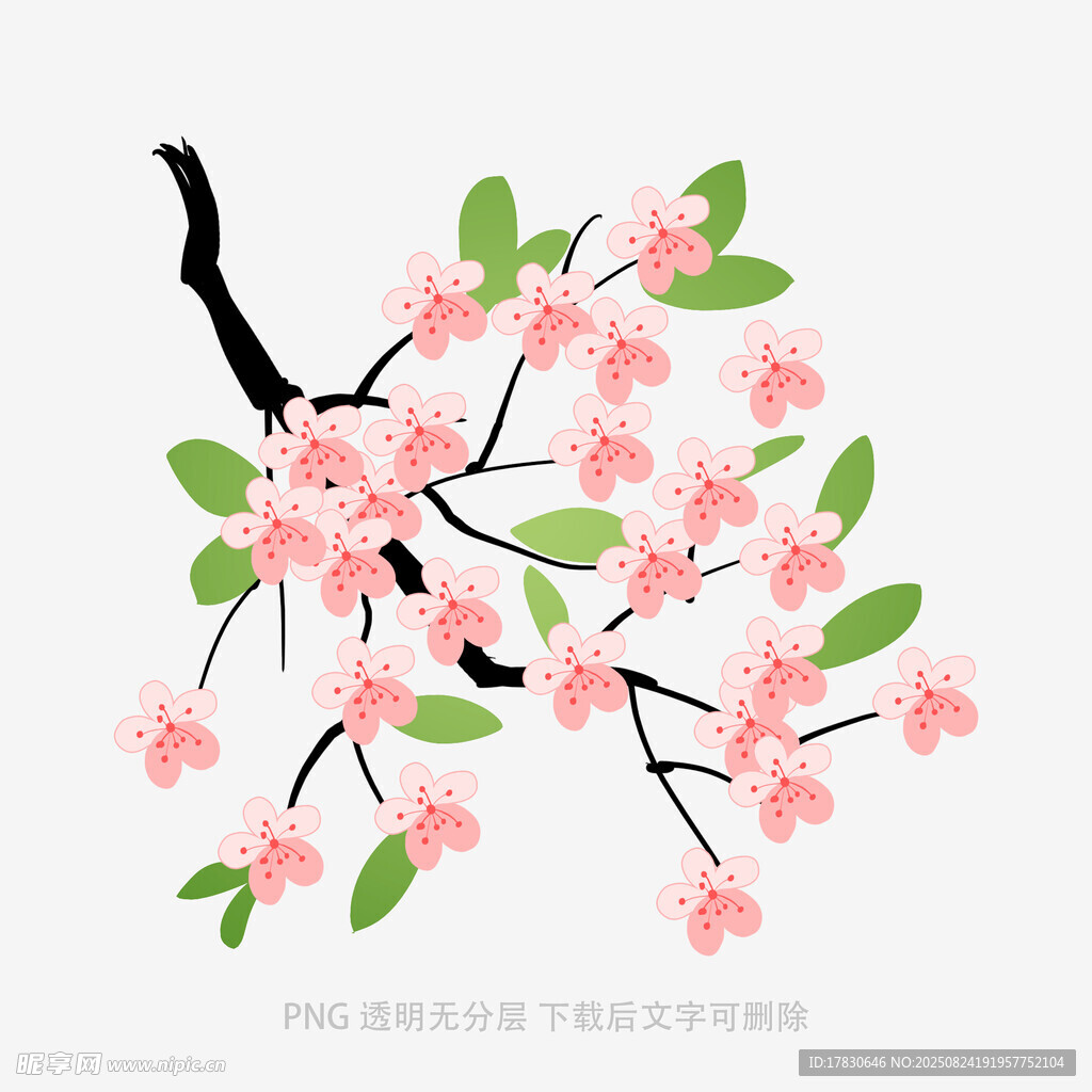 粉色櫻花枝插畫