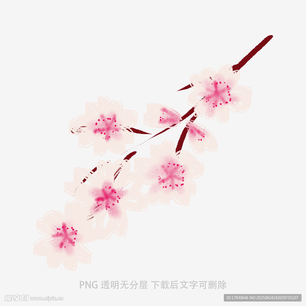 粉色綻放的美麗櫻花枝