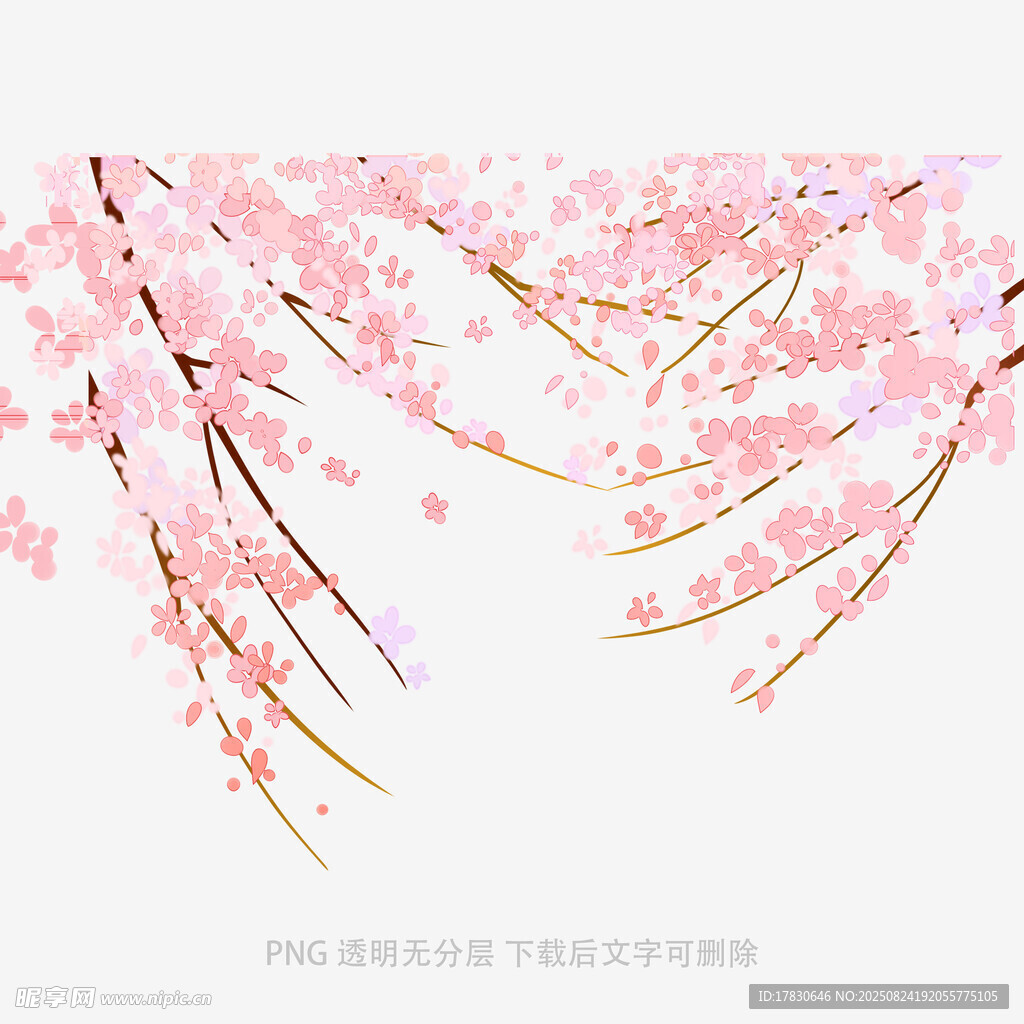 粉色爛漫櫻花枝條